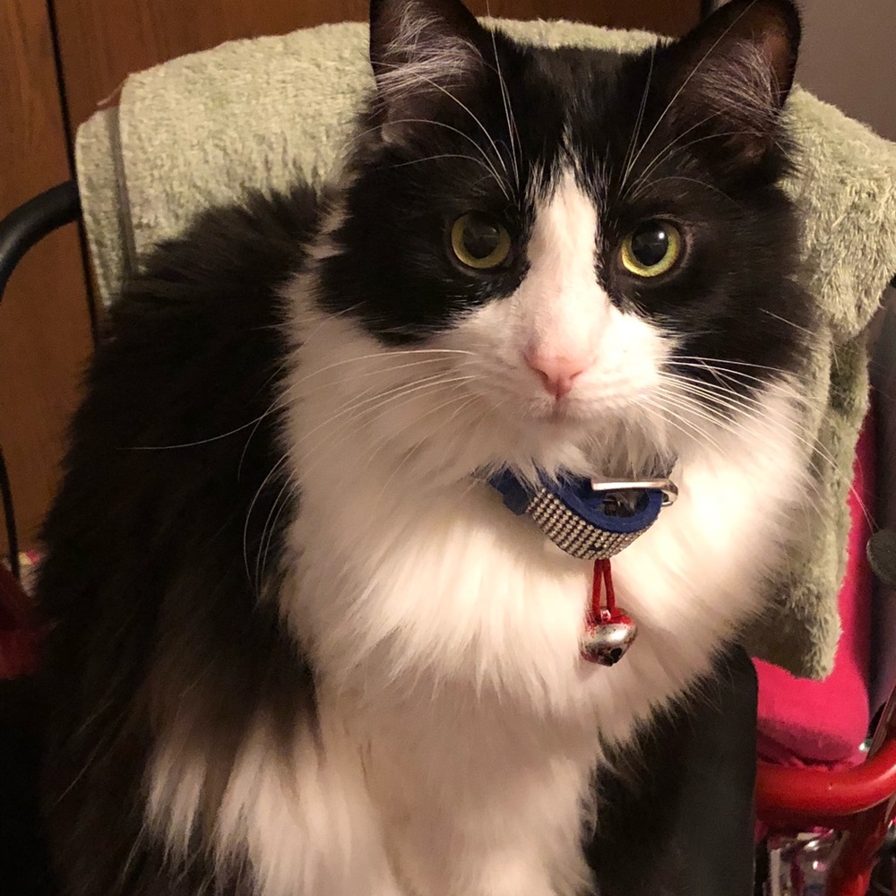 Meet your Posher, Sacha